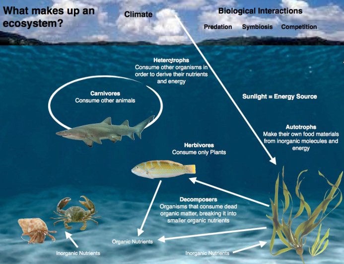 ocean ecosystem producers consumers decomposers